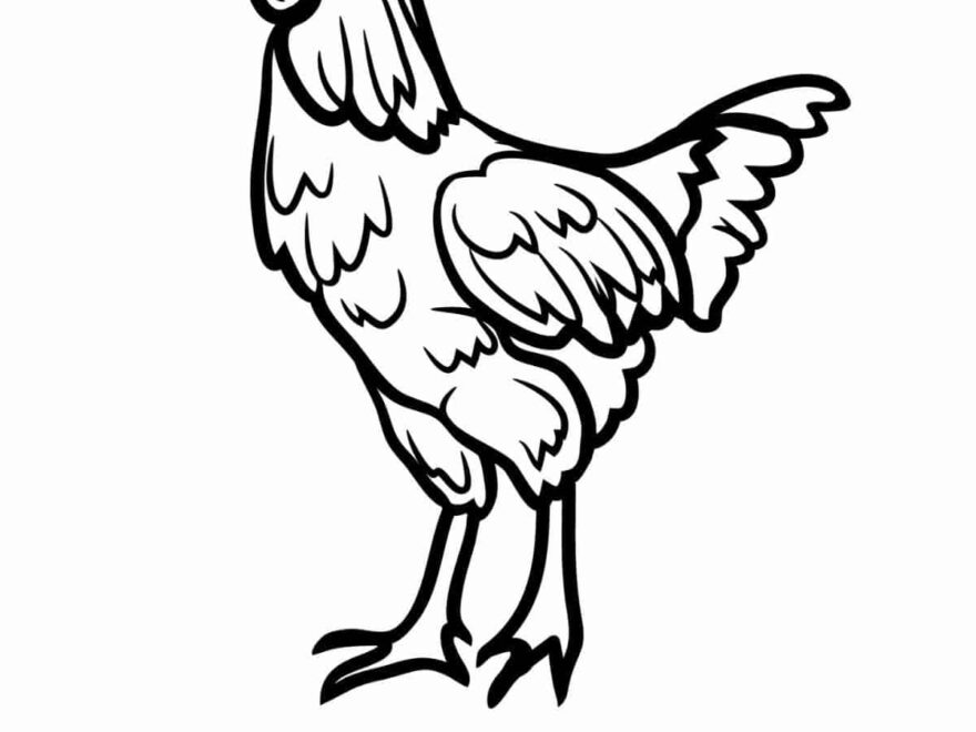 Adorable Chicken Coloring Pages Nature Inspired Learning