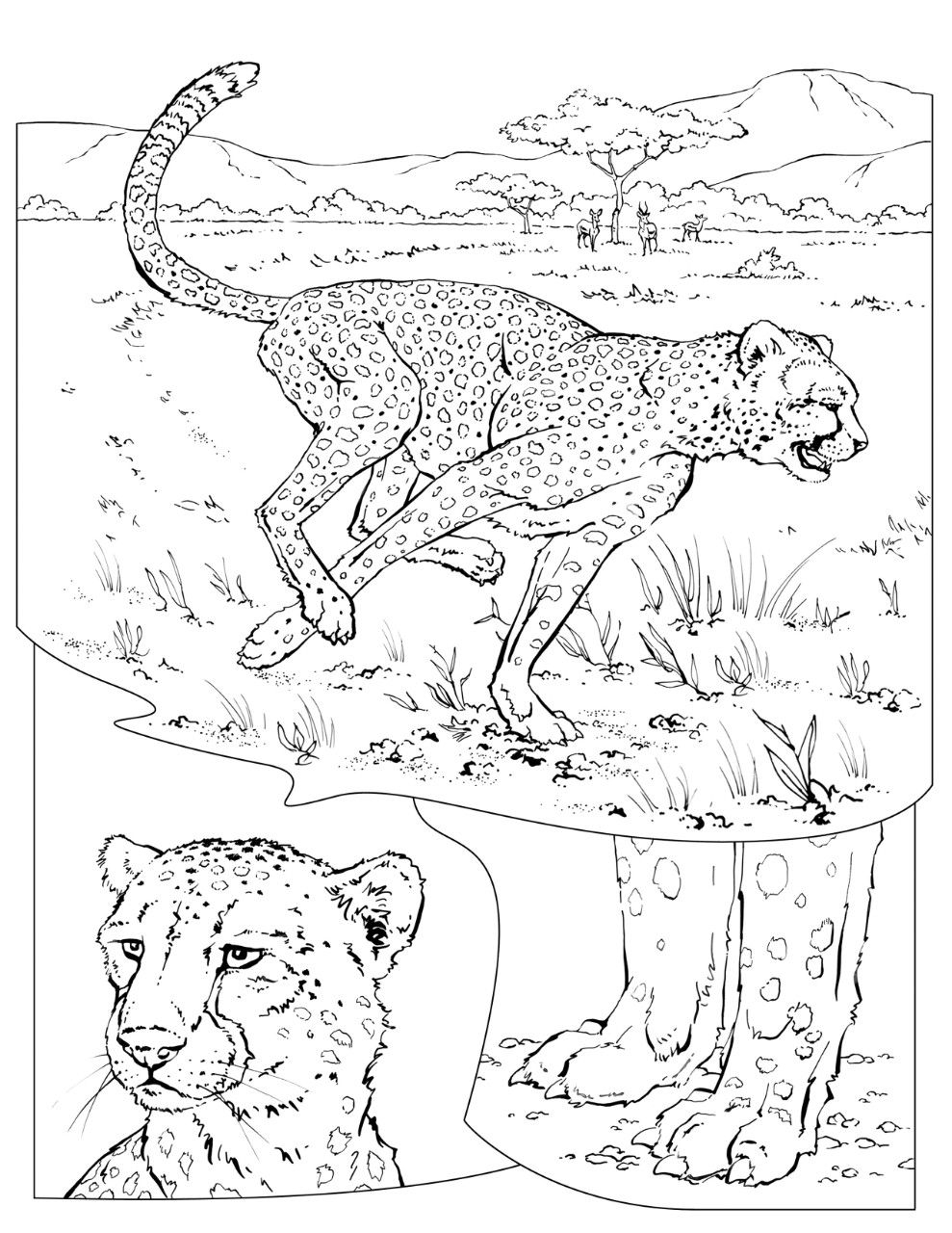 Cheetah Habitat Coloring Pages