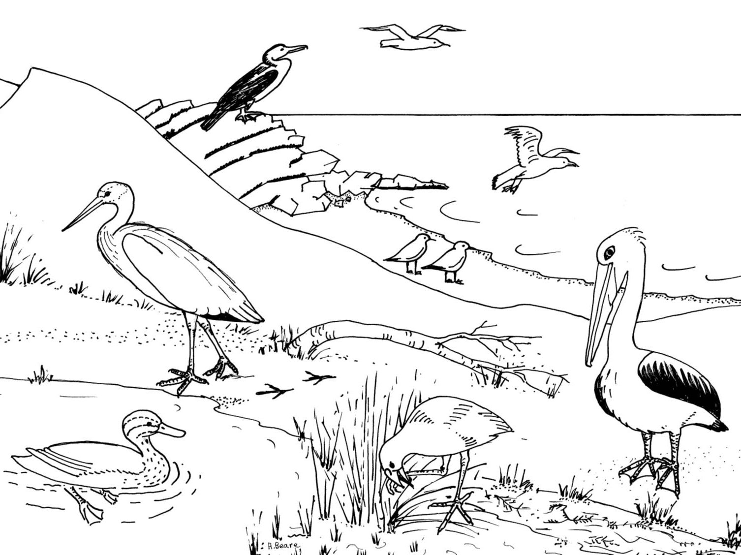 Colouring In Pages Australian Environmental Education Colouring In Pages Australian Environmental Education