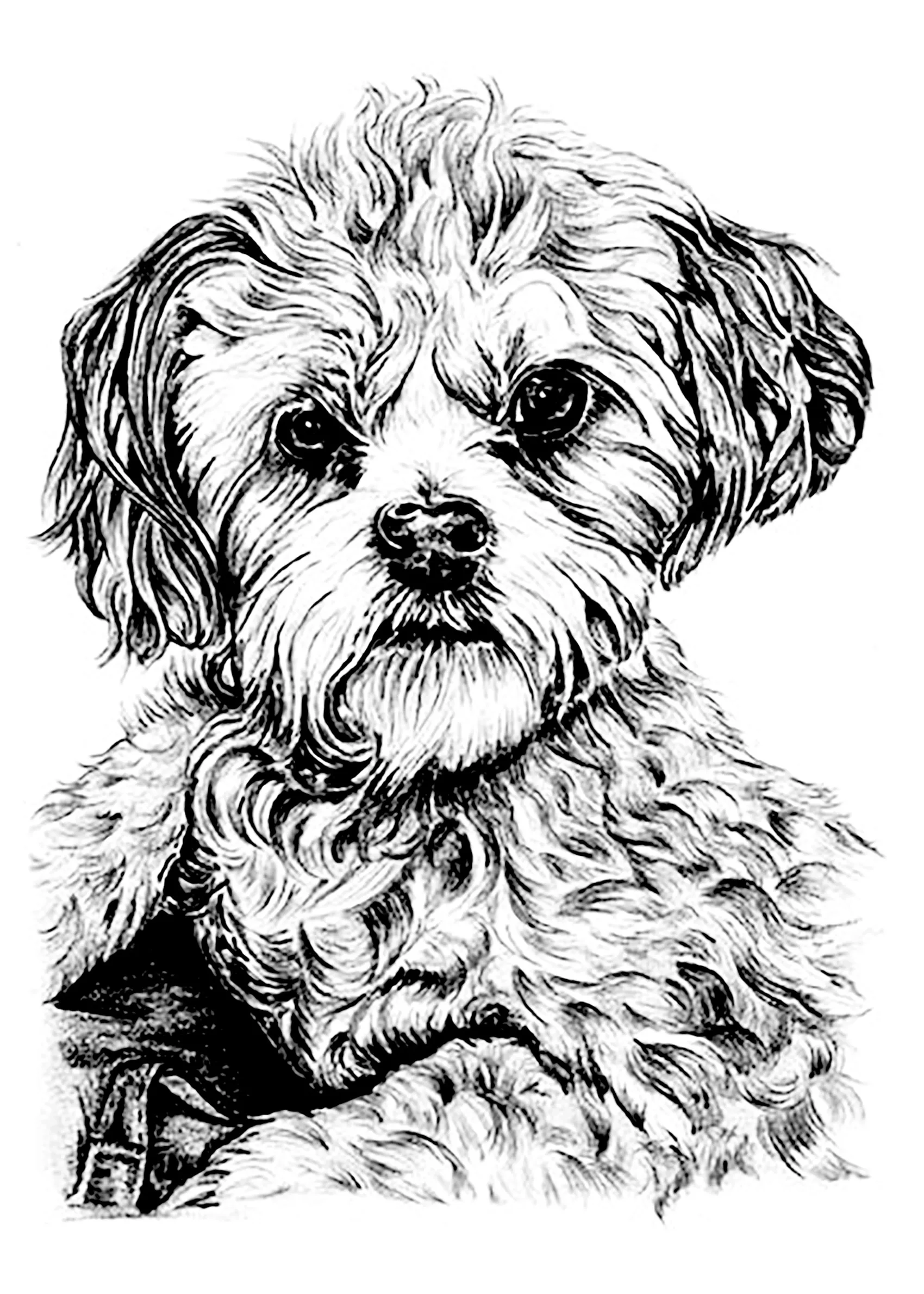 Dog Dog Coloring Pages For Adults
