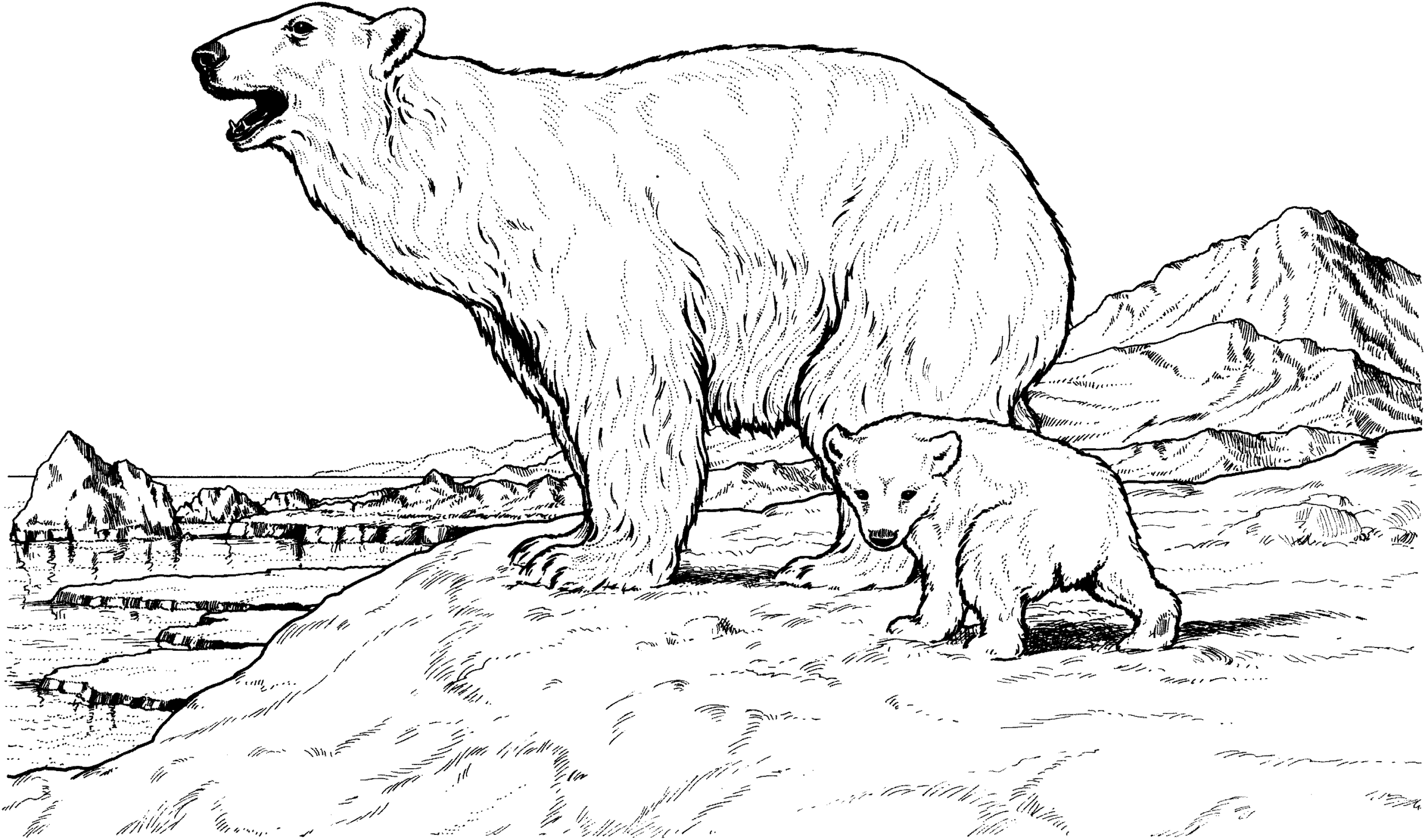 Free Bear Coloring Pages