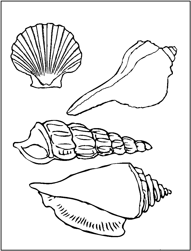 Fun Games Fun With Sea Shells Shells To Color Whelk Fun Games Fun With Sea Shells Shells To Color Whelk