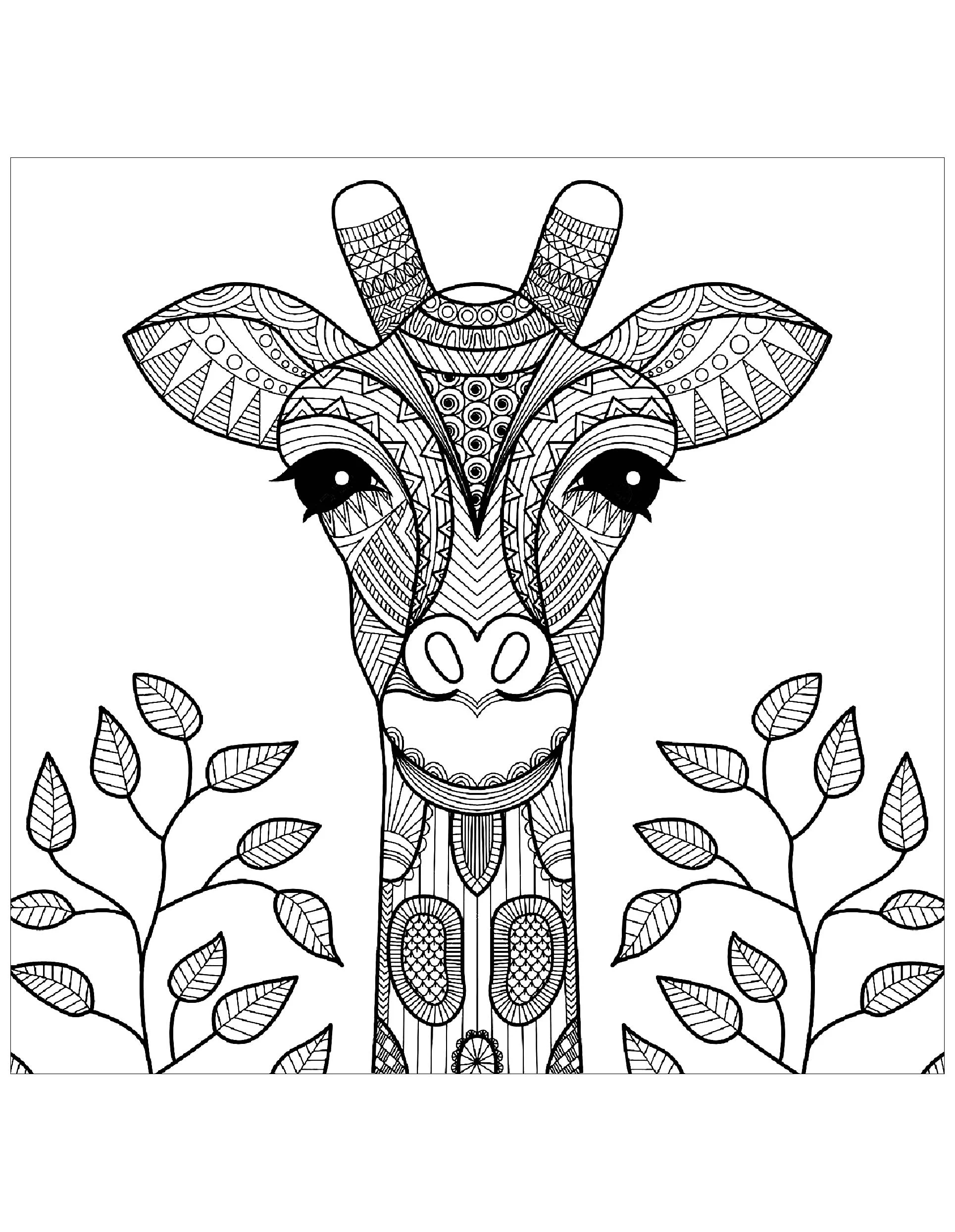 Giraffes To Color For Children Giraffe Coloring Pages Giraffes To Color For Children Giraffe Coloring Pages