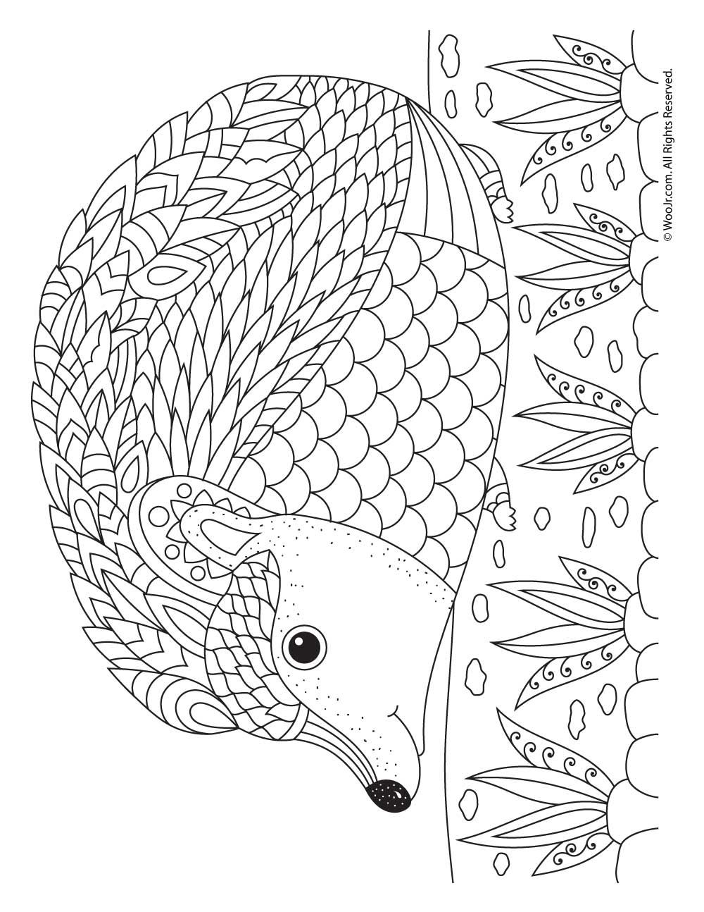 Hedgehog Adult Coloring Page Woo Jr Kids Activities Children s Publishing