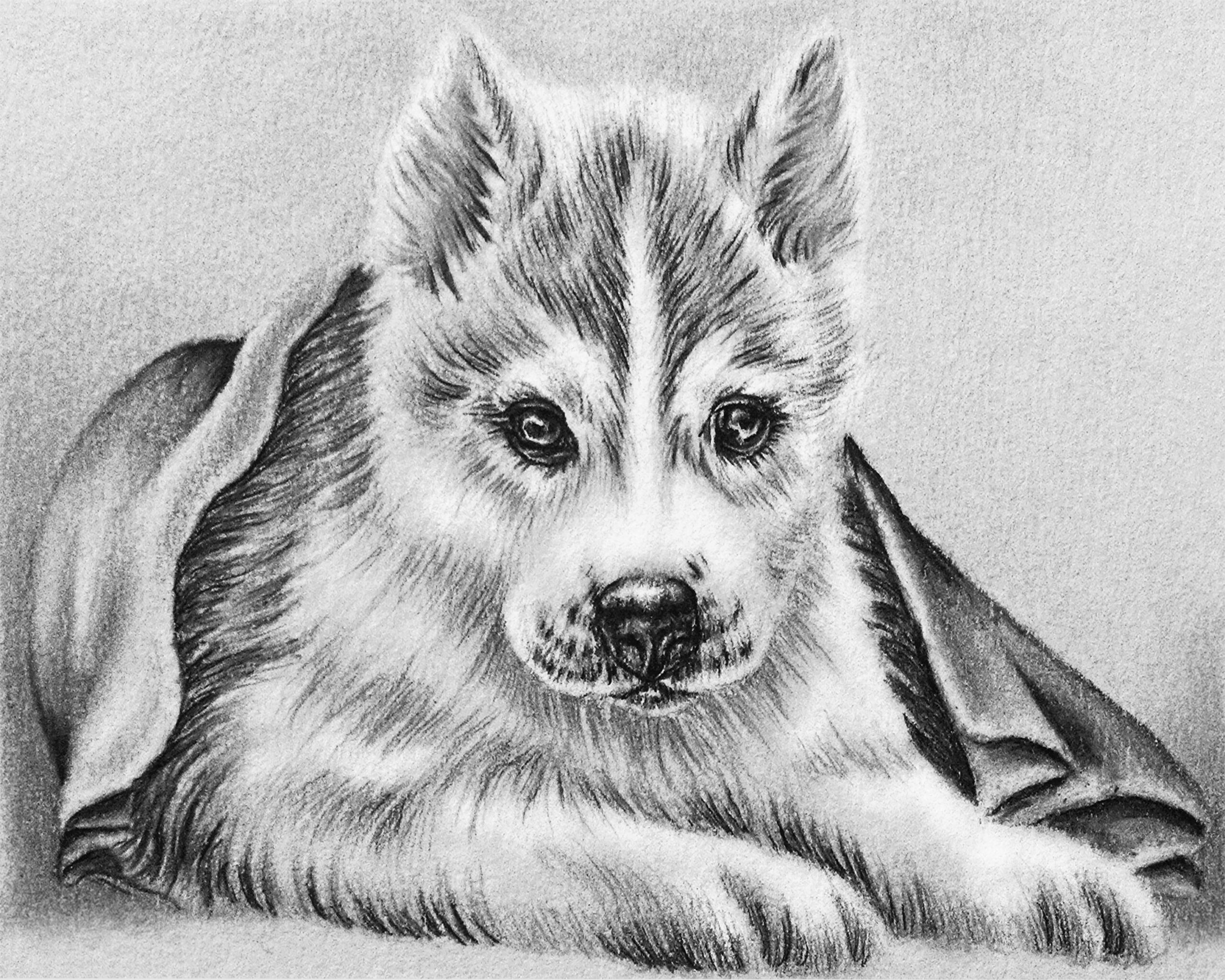 Real Dog Coloring Pages