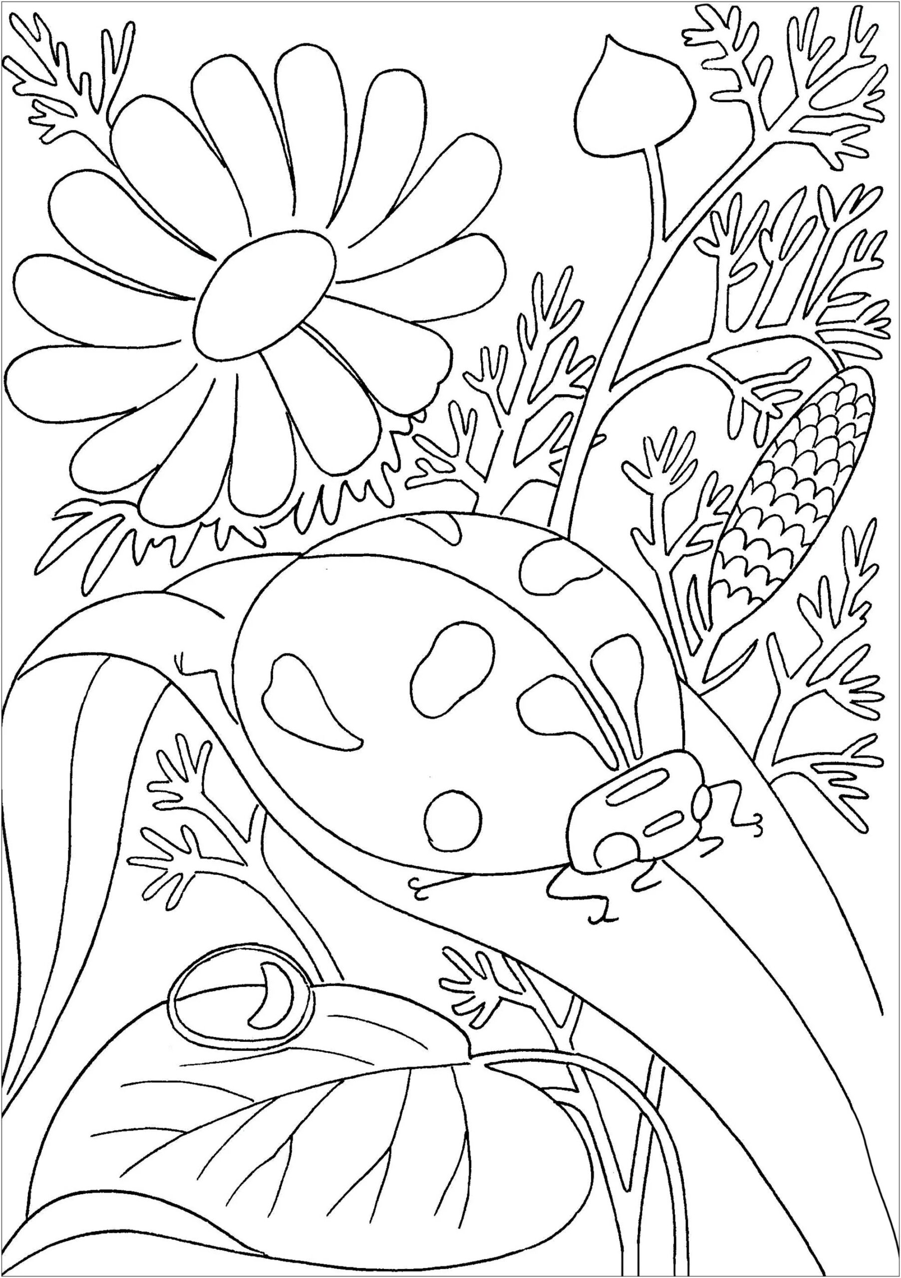 Ladybug On A Leave Butterflies Insects Coloring Pages For Adults Ladybug On A Leave Butterflies Insects Coloring Pages For Adults