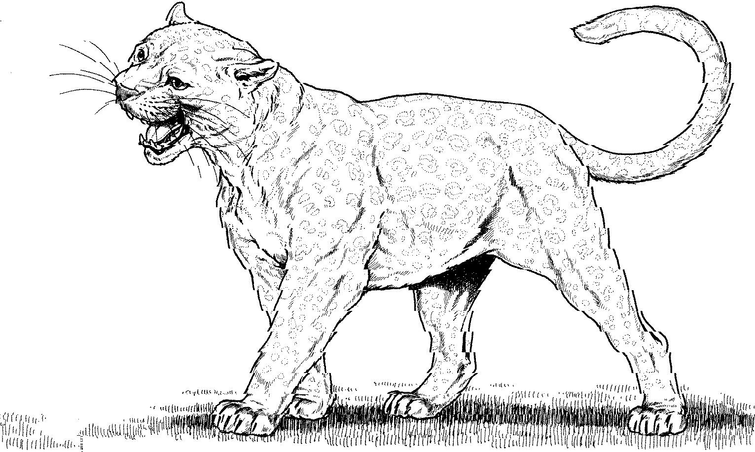 Panther 15596 Animals Free Printable Coloring Pages