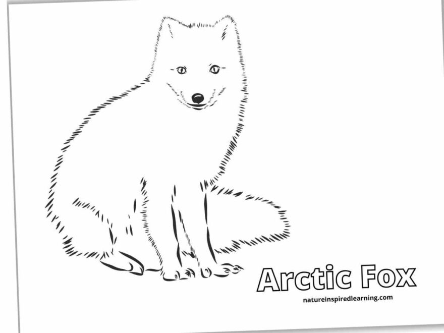 Realistic Fox Coloring Pages Nature Inspired Learning